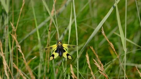Yellow owlfly Libelloides macaronius, a strange European insect Vídeo Stock 150402519