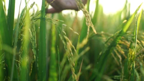 Yellow Paddy and Hand Stock Footage 128366357