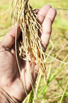 Yellow paddy crops Stock Photos