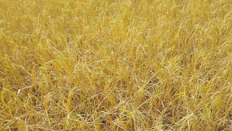Yellow Paddy in the field 스톡 동영상 100549907