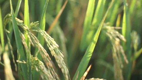 Yellow paddy 動画素材 128365303