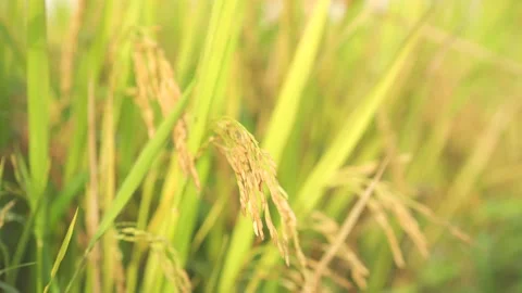 Yellow paddy Video stock 151737211