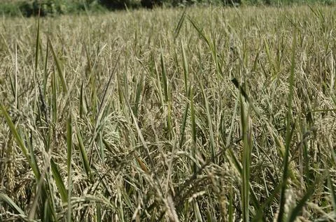Yellow paddy Stock Photos