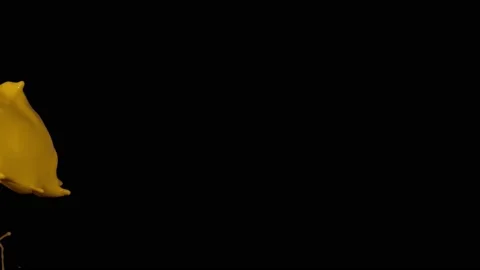 Yellow paint splash thrown in slow motion, liquid isolated on black (4K) Stock Footage 137112033