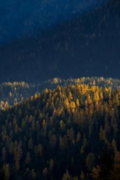 Yellow painted trees Foto stock
