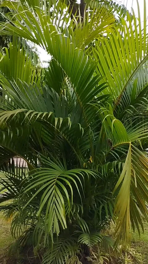 Yellow palm trees do well in large pots Stock Footage 228805839