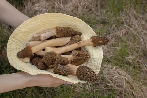 Yellow panama hat with collected morels. A woman holds a Panama hat with mush Stock Photos