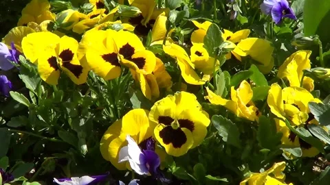 Yellow pansies Stockbeeldmateriaal 338242893