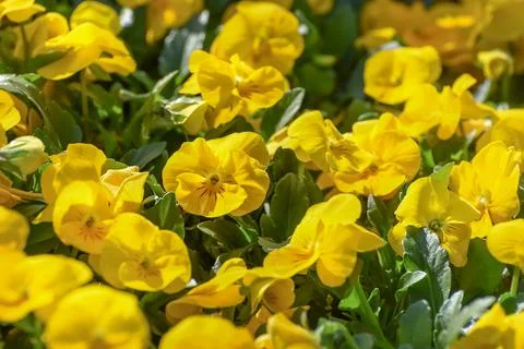 Yellow pansies with the one big upper overlapping petal, the two side petals, Stock Photos