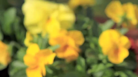 Yellow pansies in the spring Video stock 3039907
