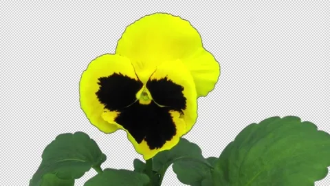 Yellow Pansy Flower Blooming Time Lapse, Bud to Bloom, Alpha Channel Stock Footage 346541528
