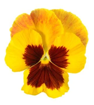 Yellow pansy flower Stock Photos
