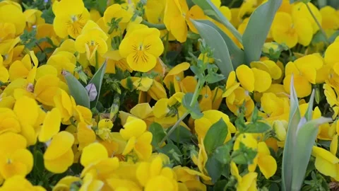Yellow Pansy flowers background in bloom, Viola wittrockiana close up Stock Footage 336637973
