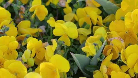 Yellow Pansy flowers background in bloom, Viola wittrockiana close up. Stock Footage 336638683