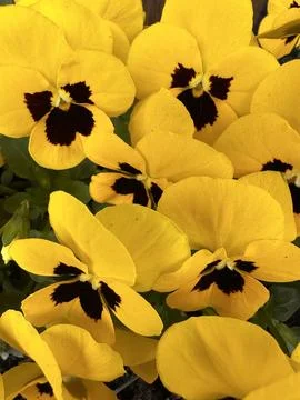 Yellow Pansy Flowers Pattern Background Stock Photos