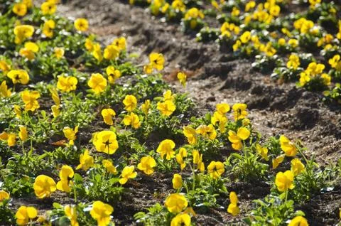 Yellow pansy Stock Photos