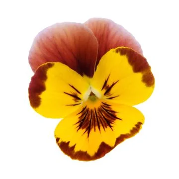 Yellow Pansy Stock Photos