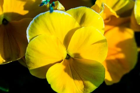 The yellow pansy Stock Photos