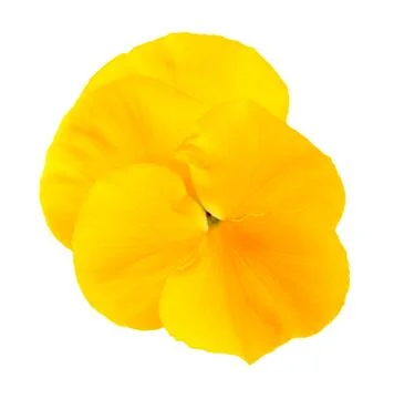 Yellow pansy Stock Photos