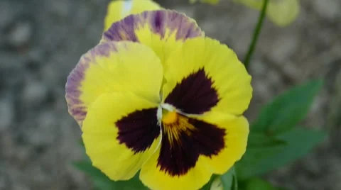 Yellow Pansy On The Wind Close Up Stock-Footage 53878788