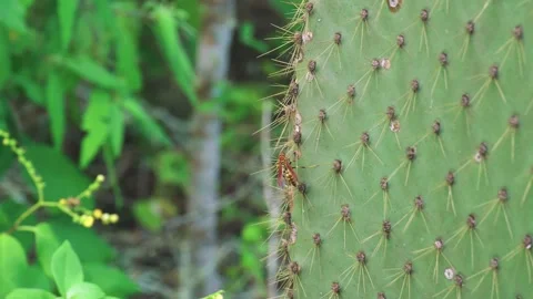 Yellow paper wasp on a cactus side, bug detail, Santa Cruz Island, Stock Footage 155679826