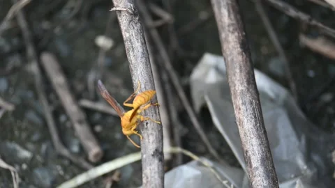 Yellow paper wasp. Stock Footage 290024079