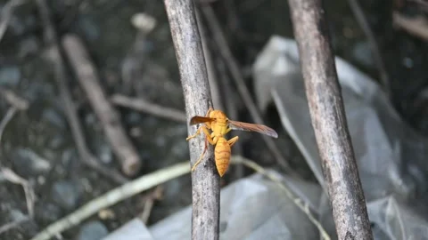 Yellow paper wasp. Video stock 290024409
