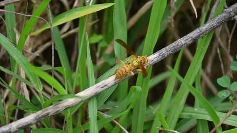 Yellow paper wasp. Stock Footage 314115061