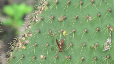 Yellow paper wasp moving between cactus spines, bug macro detail, Santa Stock Footage 155679821