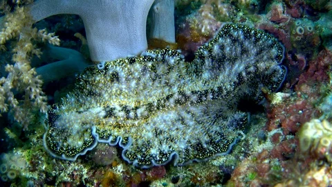 Yellow papillae flatworm moving over coral Stock Footage 112474445