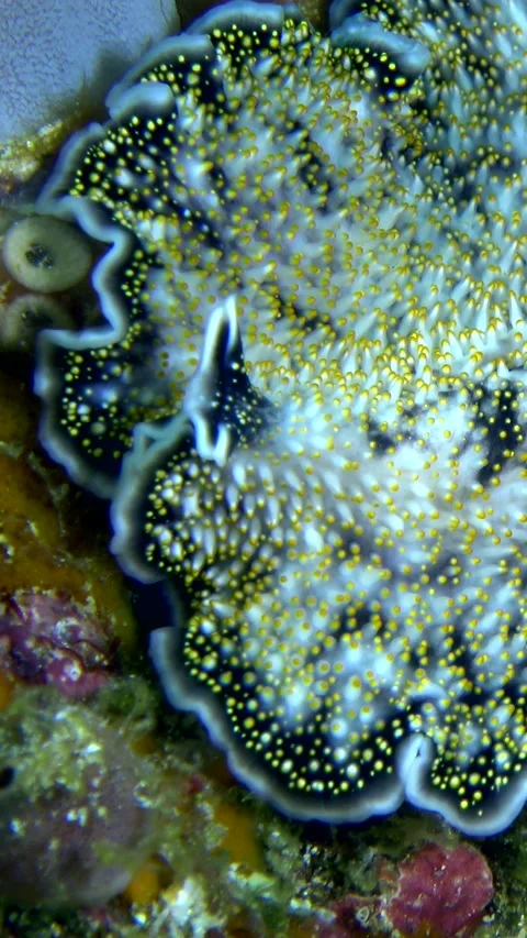 Yellow papillae flatworm moving over coral Stock Footage 227819432