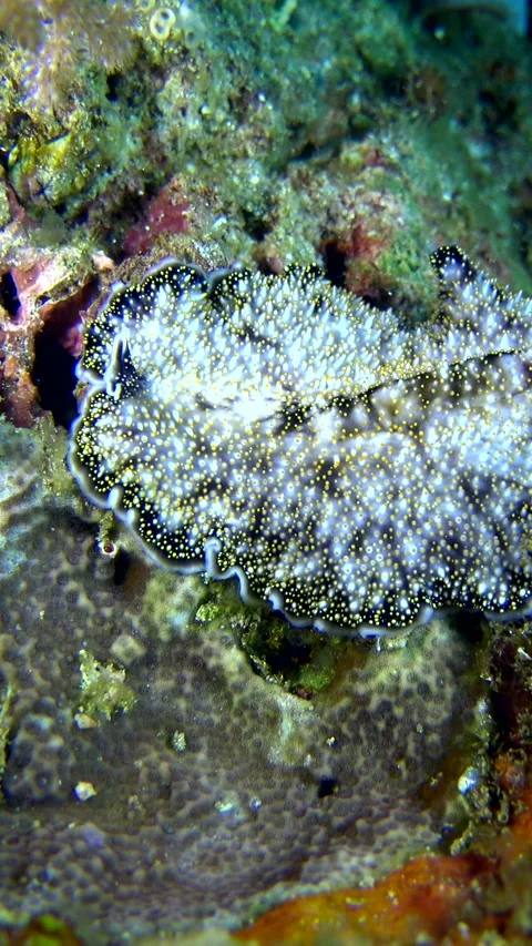 Yellow papillae flatworm moving over coral Stock Footage 228833062