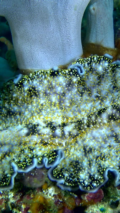 Yellow papillae flatworm moving over coral Stock Footage 228833086