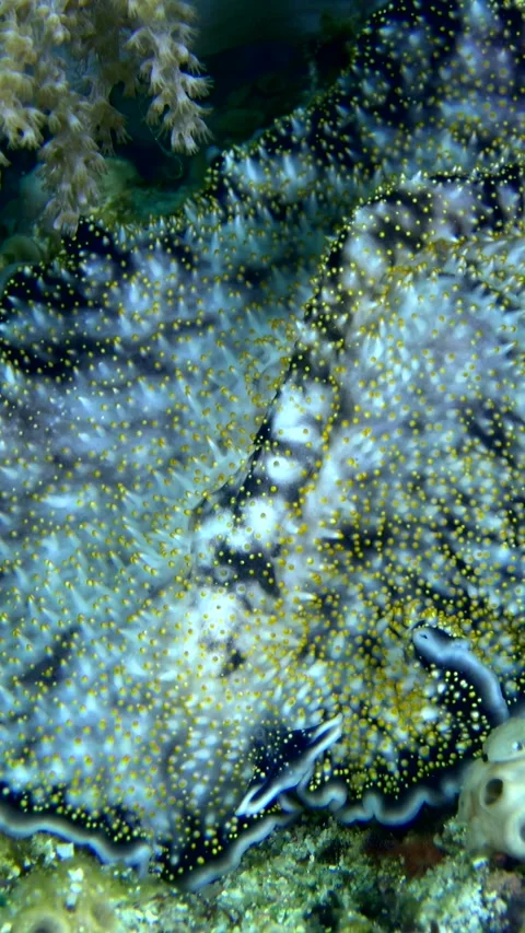 Yellow papillae flatworm moving over coral Stock Footage 228833106