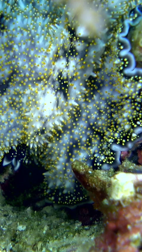 Yellow papillae flatworm moving over coral Stock-Footage 228833137