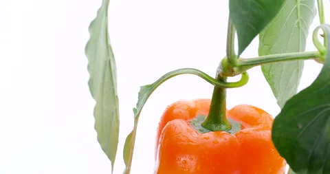Yellow paprika 스톡 동영상 140488843