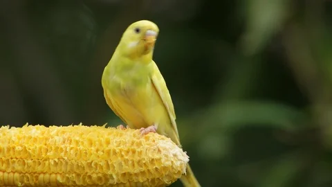 Yellow Parakeet bird Stock Footage 88869560