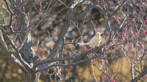 Yellow parakeet on a blooming plum tree with red flowers. Stock Footage 171509739