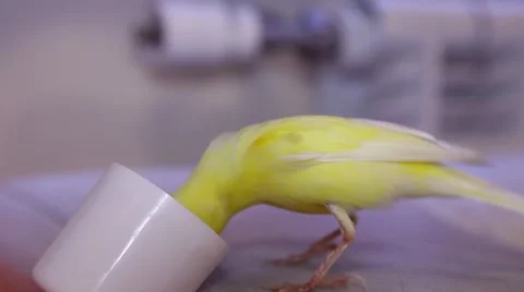 Yellow parakeet drinking water from cup 库存影片 63153260