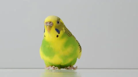 Yellow parakeet looking behind itself before flying away Stock Footage 234912878