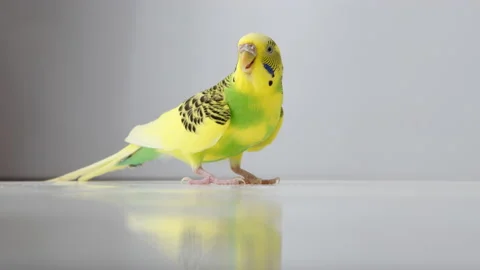Yellow parakeet looks around while chirping Stock Footage 233914596