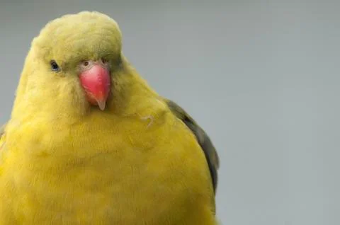 Yellow parakeet Stock Photos