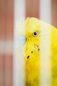Yellow parakeet from the side looking at the camera directly. Stock Photos