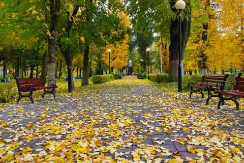 Yellow park in autumn Stock Photos
