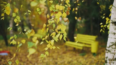 Yellow park bench without people on the background of autumn falling leaves Stock Footage 143242519