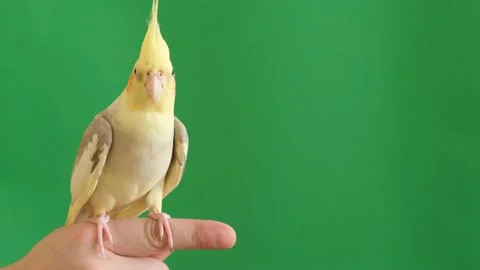 A yellow parrot with a beautiful big forelock on a green background. Stock Footage 234491610