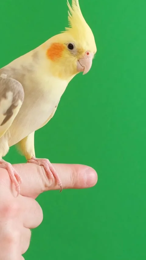 A yellow parrot with a beautiful big forelock on a green background. Vertical Stock Footage 248353411
