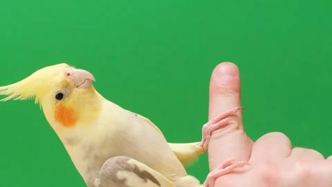 A yellow parrot with a beautiful big forelock on a green background. Vertical Stock Footage 248917555