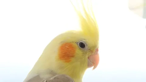 Yellow parrot with big bangs in bright sunlight. Stock Footage 234049353