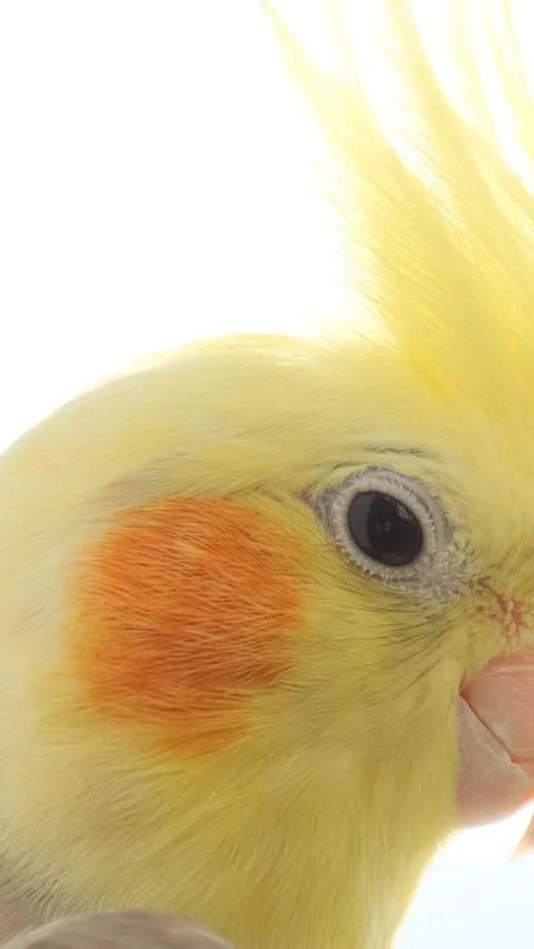 Yellow parrot with big bangs in bright sunlight. Vertical video Stock Footage 248353298
